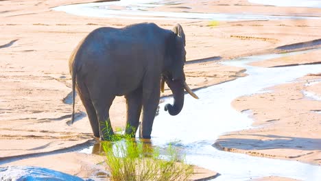 Little-african-elephant-resting-at-riverbank-in-Kruger-National-Park,-South-Africa