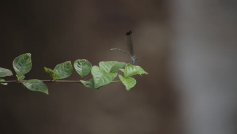 Close-up-static-shot-of-dragonfly-on-leaf,-then-flying-and-returning-to-leaf