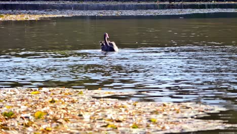 Black-swan-and-shelducks-frolic-together-in-the-water-at-Centennial-Parklands,-Sydney,-Australia