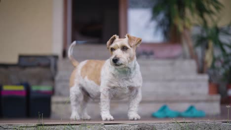 Calm-Jack-Russell-Terrier-dog-stand-on-porch-in-front-of-house,-Czechia