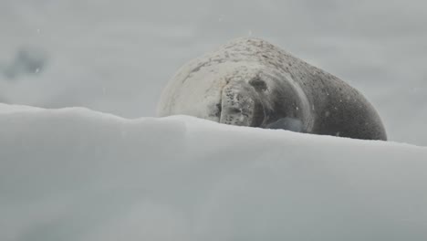 Leopard-seal-on-ice-in-Antarctica-is-lifting-his-head-to-look-around-for-potential-prey