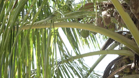 coconut-tress-with-heavy-fruits