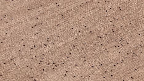 Aerial-top-down-overview-of-post-harvest-fields-in-Etchilhampton,-UK,-with-visible-tractor-tracks-and-open-farmland-as-dark-bird-crows-gather-and-sit-on-field