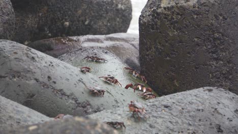 Group-of-Soldier-crabs-or-genus-Dotilla-on-rock-boulders-of-ocean-coast-at-marine-drive-mumbai