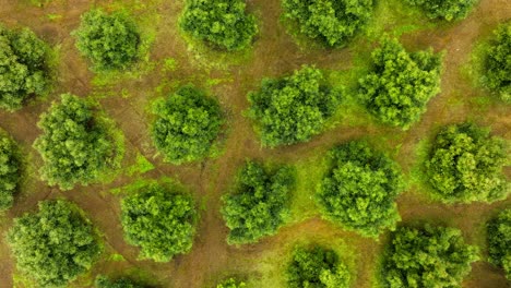 DRONE-SHOT-TOP-DOWN-VIEW-OF-AVOCADO-TREES-IN-URUAPAN-MICHOACAN