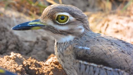 Kruger-National-Park,-South-Africa