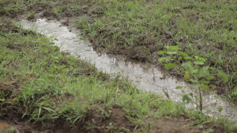 High-angle-close-up-shot-of-rainwater-flowing-on-grassy-land