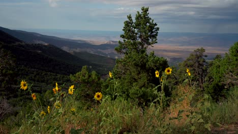 Wildflowers-yellow-sunflowers-Lands-End-Hill-Climb-Grand-Mesa-Grand-Junction-Colorado-summer-morning-clouds-thunderstorm-rain-sunny-Western-Slopes-Delta-Montrose-Olathe-slider-left-motion