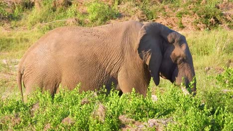 A-large,-solitary-grey-elephant-walking-in-Kruger-National-Park,-South-Africa