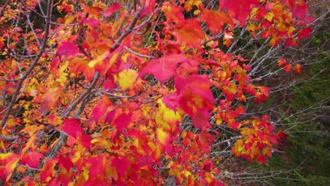 Wonderful-red-and-orange-leafs-foliage-in-autumn-at-Mont-Tremblant,-Québec,-Canada