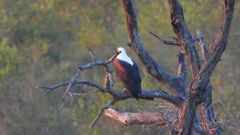 African-fish-eagle-perched-in-a-tree-before-it-takes-flight-in-Kruger-National-Park,-South-Africa