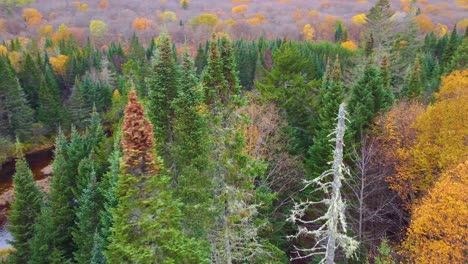 Autumn-forest-with-green-evergreens,-aerial-view