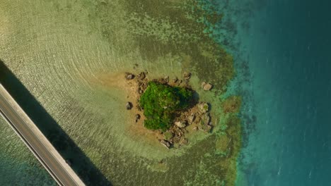 Birds-eye-view-shot-of-frog-looking-like-rock-near-kouri-bridge-in-Okinawa,-Japan