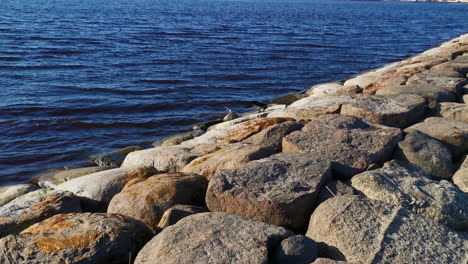 Seagull-Feeding-on-Fish-by-Rocky-Seawall