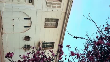 Vertical-view-of-a-cherry-tree-full-of-flowers-with-the-heritage-architecture-of-the-virginia-opazo-complex-in-Santiago,-Chile