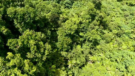 Overhead-aerial-view-of-green-trees-in-tropical-rainforest-tilts-up-toward-cloudy-sky