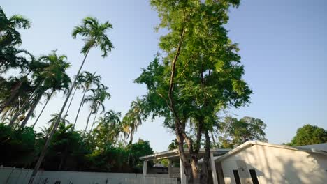 Exterior-of-a-small-luxury-home-with-a-large-tree-in-the-backyard,-providing-a-peaceful-outdoor-space