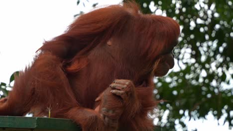 Orangutan-sitting-on-the-platform-in-a-wildlife-enclosure,-wondering-around-the-surroundings,-close-up-shot-of-critically-endangered-animal-species