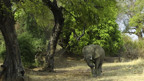 Mighty-bull-elephant-in-the-shade-of-a-tree-wraps-his-trunk-around-branches-lying-on-the-ground-with-green-leaves-that-he-had-previously-torn-off