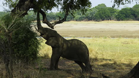 Side-view-of-a-large-bull-elephant-searching-for-leaves-with-his-trunk-high-up-in-a-tree