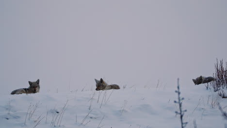 Telephoto-view-of-three-coyotes-napping-in-snowy-landscape,-Alberta,-Canada