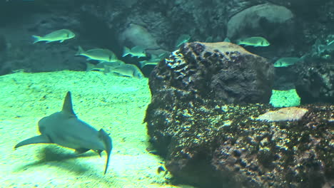 Powerful-reef-shark-swimming-close-to-bottom