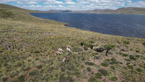 Aerial-orbits-Llamas-grazing-in-rugged-terrain-by-Peru-altiplano-lake