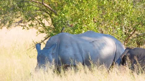 Primer-Plano-De-Dos-Grandes-Rinocerontes-Adultos-Descansando-En-La-Hierba-Alta-Dorada,-Parque-Nacional-Kruger,-Sudáfrica