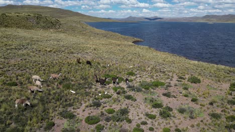 Luftaufnahme:-Lamas-Grasen-In-Der-Wüstenvegetation-Am-Lagunillas-See-In-Peru