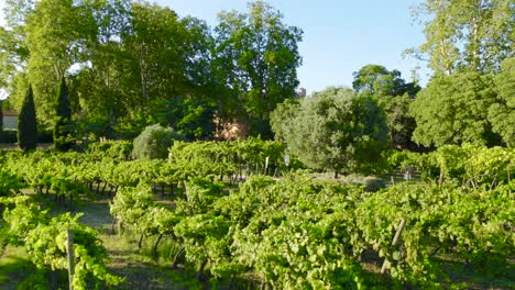 Slow-aerial-shot-overhead-a-small-vineyard-growing-in-the-French-countryside