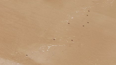 Imágenes-Aéreas-De-Cangrejos-De-Playa-En-Lanta-Tomadas-Con-Un-Dron