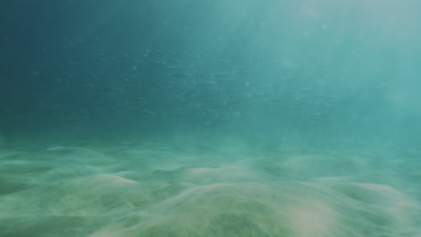 Slow-motion-underwater-view-of-fish-exploring-a-lush-seaweed-bed-in-clear-ocean-water,-revealing-the-tranquility-and-diversity-of-the-marine-environment