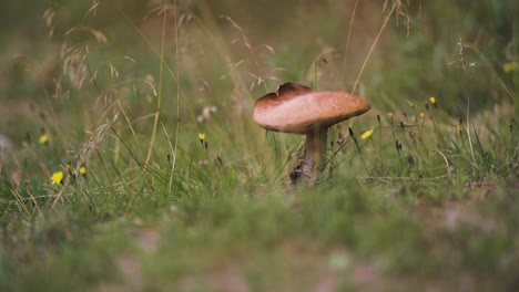 Eine-Nahaufnahme-Eines-Einzelnen-Pilzes,-Der-In-Einer-Grasfläche-Wächst,-Umgeben-Von-Hohem-Gras-Und-Gelben-Blumen