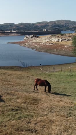 Horses-in-Nature-Vertical-Video