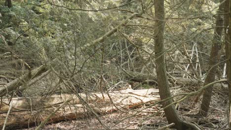 Blick-In-Den-Ruhigen-Wald-An-Einem-Bewölkten-Tag