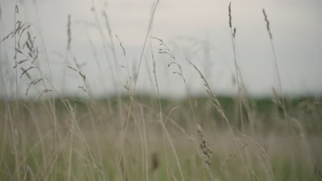 Closeup-view-of-grains-of-wheat-field