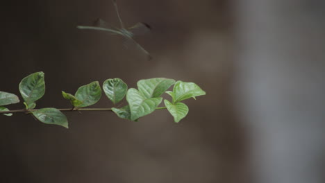 Libélula-Sobre-Una-Hoja-Verde,-Volando-Y-Volviendo-A-La-Hoja