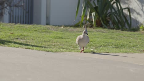 Haubentaube-Vogel-Vogelgrippe-Australien-Einheimische-Arten-Ocyphaps-Lophotes