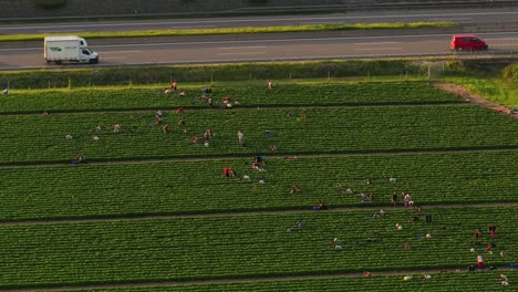 Trabajadores-Agrícolas,-Vista-Aérea-De-Campos-Agrícolas-Verdes-Con-Fondo-De-Tráfico-Rápido-En-La-Carretera