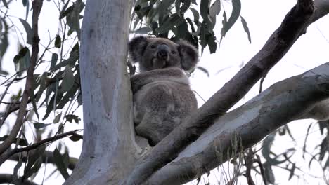 A-Koala-Bear-climbs-up-a-tree-branch-of-an-Australian-native-Eucalyptus-Gum-tree