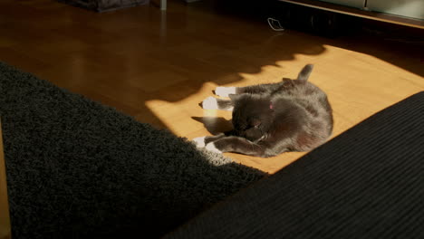 Black-Cat-Curling-Up-to-Sleep-on-the-Floor-in-the-Sunshine,-Warm-and-Cozy,-Cute-Cat