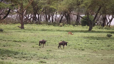 Gnus-Grasen-In-Einer-Grünen-Savanne-In-Der-Nähe-Von-Bäumen-Während-Einer-Safari-Auf-Crescent-Island,-Kenia