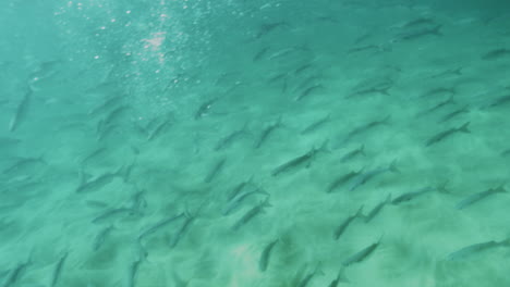 Underwater-slow-motion-of-a-tranquil-marine-environment-with-fish-swimming-through-clear-water-and-over-a-lush-kelp-bed,-highlighting-oceanic-beauty