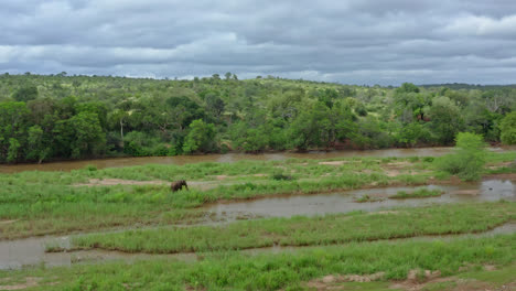 Vista-Aérea-Amplia-Y-Frontal-De-Un-Elefante-Solitario-En-Los-Verdes-Humedales-De-Sudáfrica