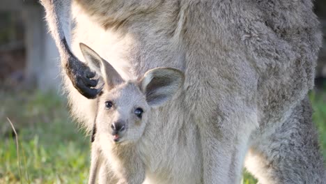 Ein-Schläfriges-Kängurubaby-Im-Beutel-Seiner-Mutter-Gähnt