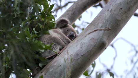 Ein-Ruhender-Koalabär-Wacht-Auf,-Bevor-Er-Höher-Auf-Einen-Australischen-Gummibaum-Klettert