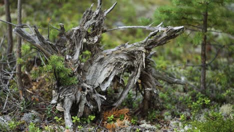 The-twisted-roots-of-a-tree,-worn-by-time,-are-complemented-by-fresh-green-growth-in-a-peaceful-forest-setting