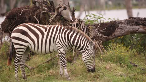 A-zebra-grazes-peacefully-on-Crescent-Island-in-Kenya,-surrounded-by-natural-beauty-and-wildlife