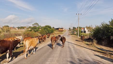 Cows,-calves,-sheep-and-goats-walking-and-feeding-grass-in-the-village-fields