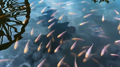 Koi-Fishes-On-The-Lake-Gardens-Of-Kek-Lok-Tong-Temple-In-Ipoh,-Malaysia